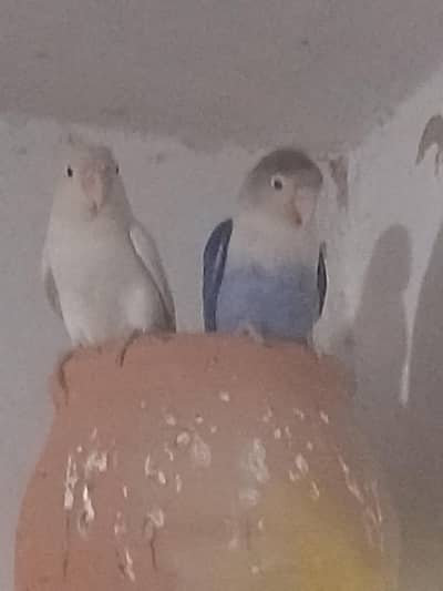 Lovebirds Breeder Pair