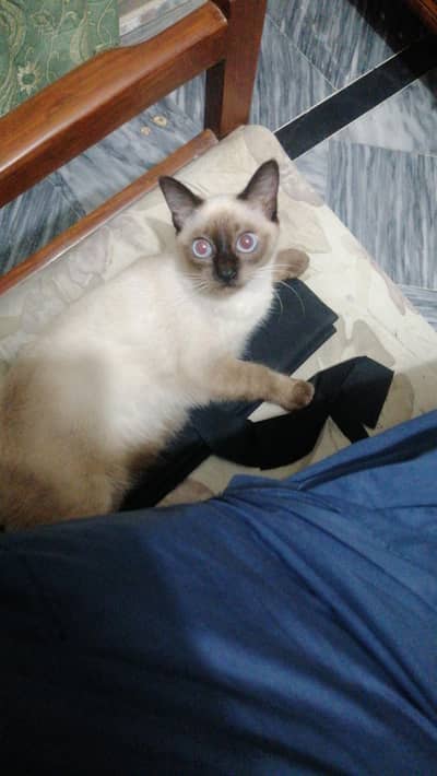siamese cat