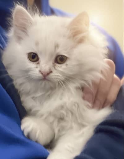Persian kitten for sale. Triple coated