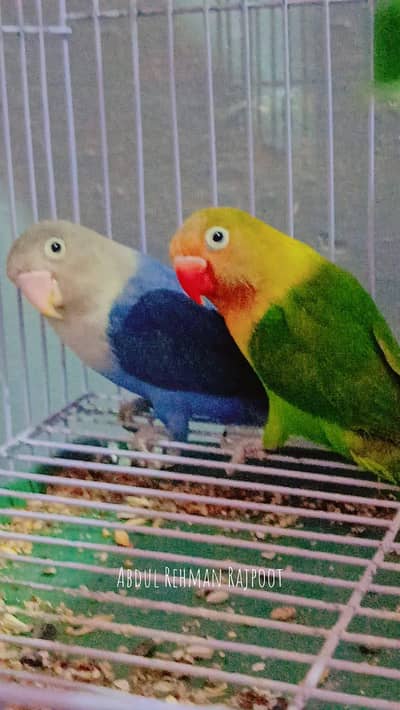 love bird