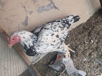 aseel mianwali breeder Madi egg lying