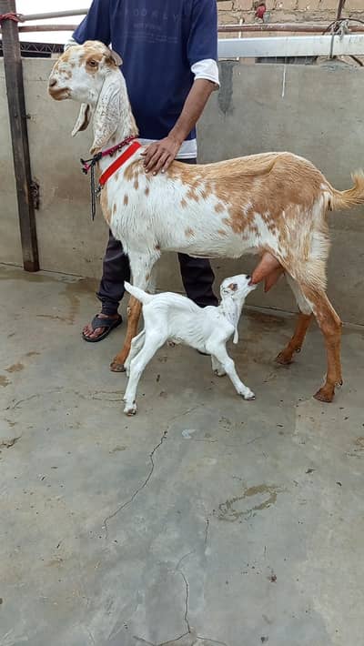 makhi cheeni bkri bcha