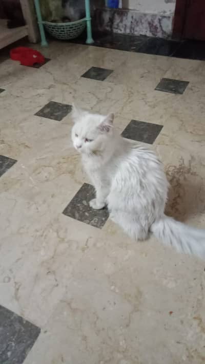 Persian Kitten For Sale White Color! Dual Eyes