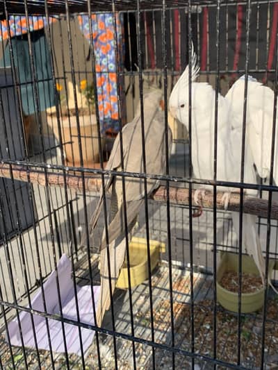 Coctail Breeding Pair