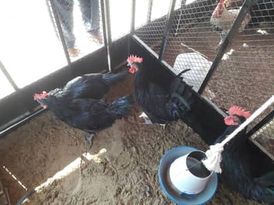 Australorp Black Rooseter (Murghay) - Ghar Ke Palay Huay Sehatmund