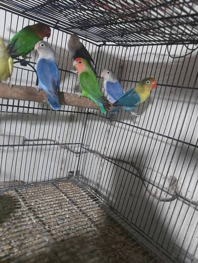 love birds pairs
