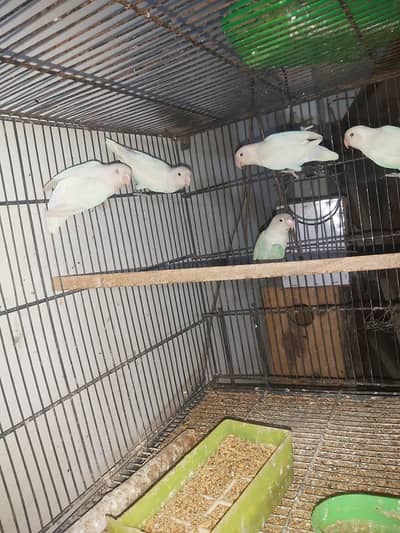 love birds
