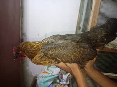 Golden/Misri/Murghay /Murghi /