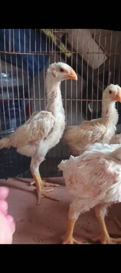 7 white king oh  shamo imported   high quality chicks