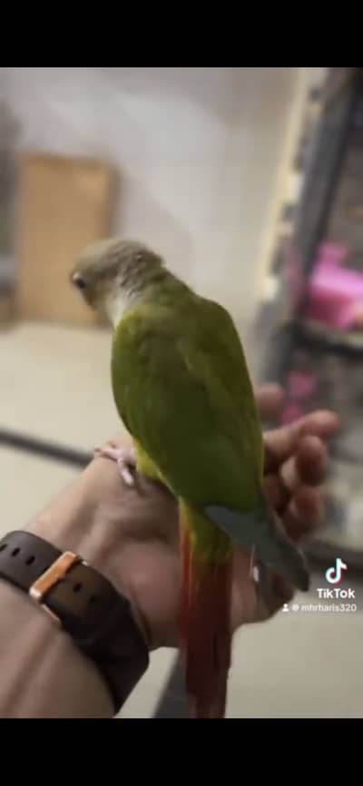 Pine. Apple. Conur. Tame. Piece.