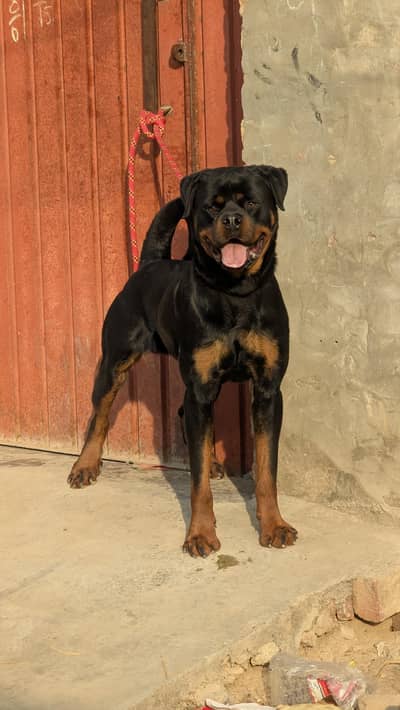 pedigree rottweiler male but document missing 0/3/2/9/9/1/8/1/6/3/3