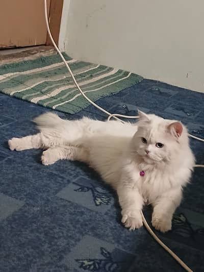 Islamabad bilal town