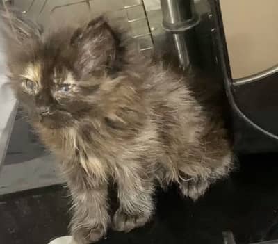 female kitten available for sale