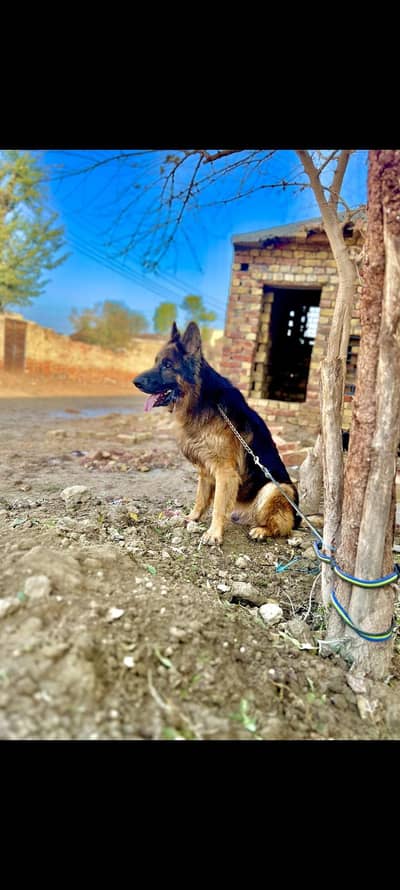 German shepherd Male