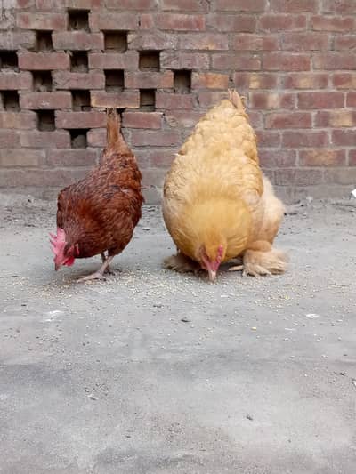 Desi murgiya for sale