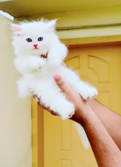 Persian Cat for sale my WhatsApp number 03457084434