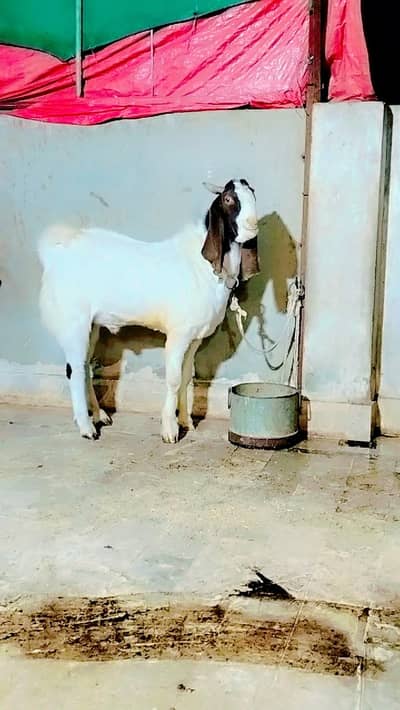 Ablaq andu Bakra 0334-2637391