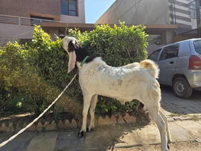 Bakra for Sale