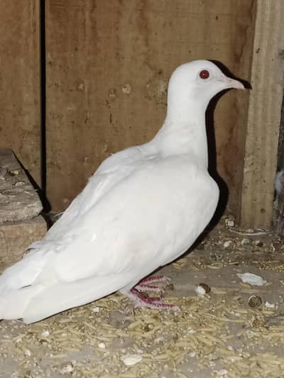 Qasid Females, Khumrey