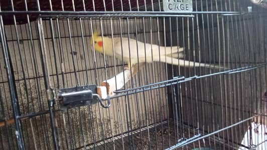 cocktail fertile male