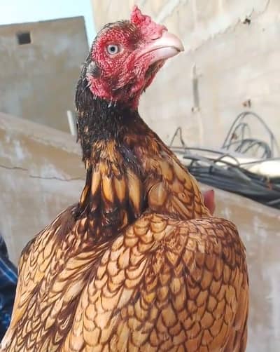 Aseel Shajra/shajri murgi for sale