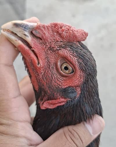 Aseel Thai /Aseel pakoya Aseel Patha/ pure aseel / long high quality