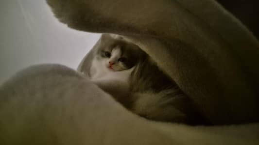 pure persian breed cat 2 month old