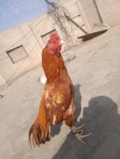 aseel breeder for sale