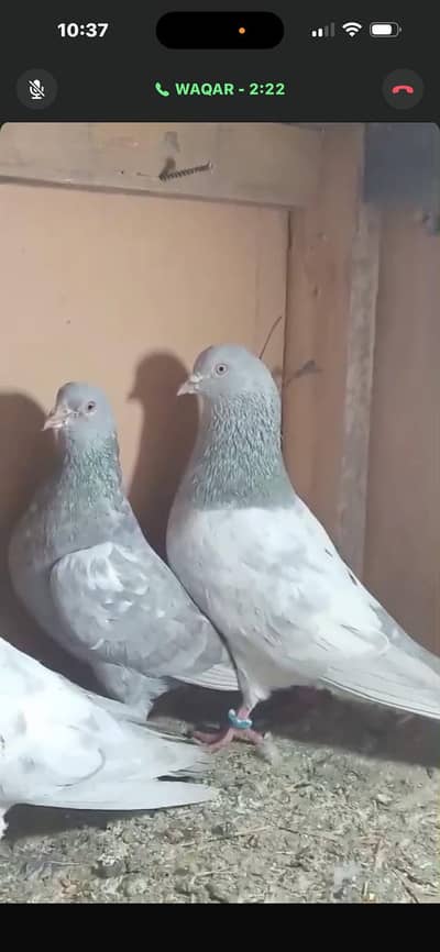 یاقوت     سلیٹی