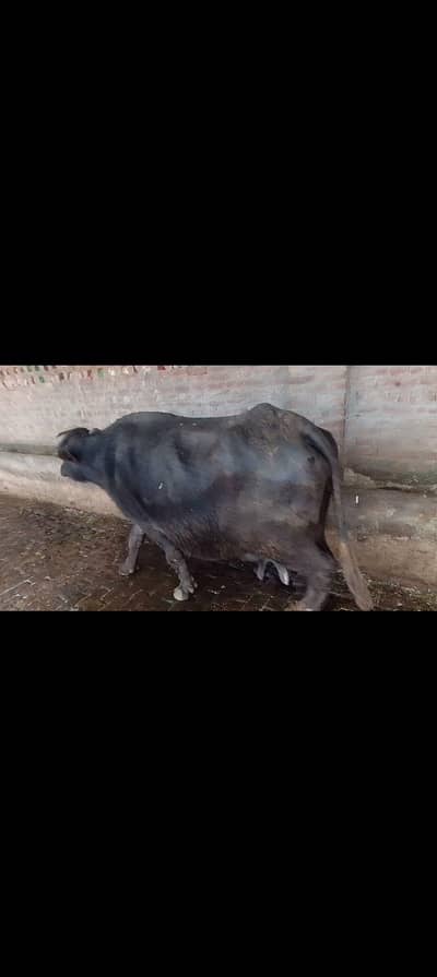 Neli Ravi buffalo | 2nd timer | nelil ravi jhoti|  cow | بھینس