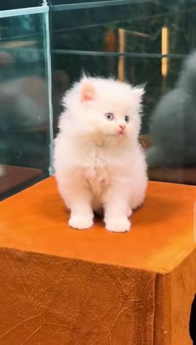 Persian Cat for sale my WhatsApp number 03457084434