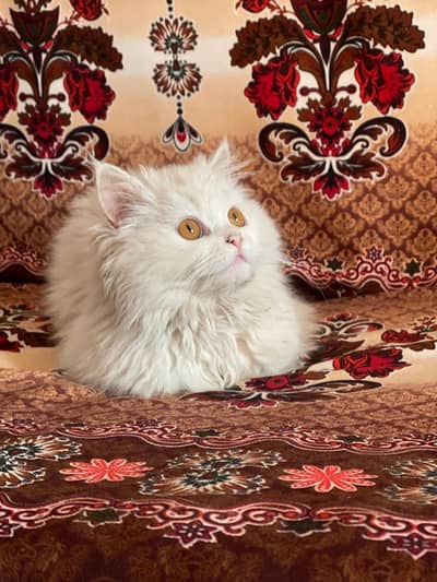 Persian doll male cat