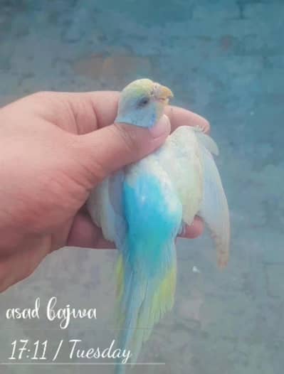 Rainbow quality female yellow face rainbow female