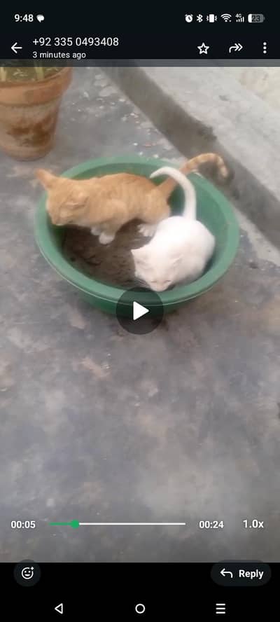 Three cats one brown and other two are white