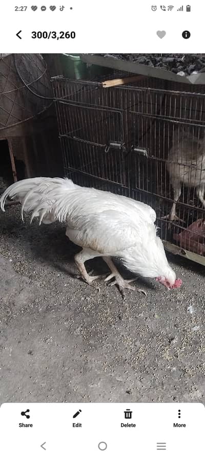 Heera Aseel trio set