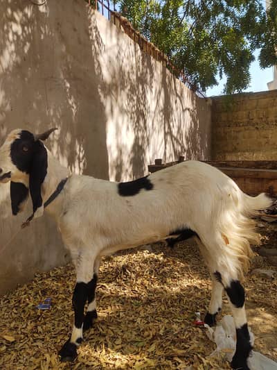 Ghar ka pala hua bakra