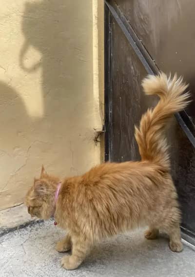 original Persian cat for sale  golden female cat