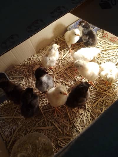 egg incubator 90% result manual & aseel chicks