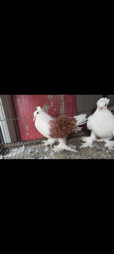 frill back pigeons
