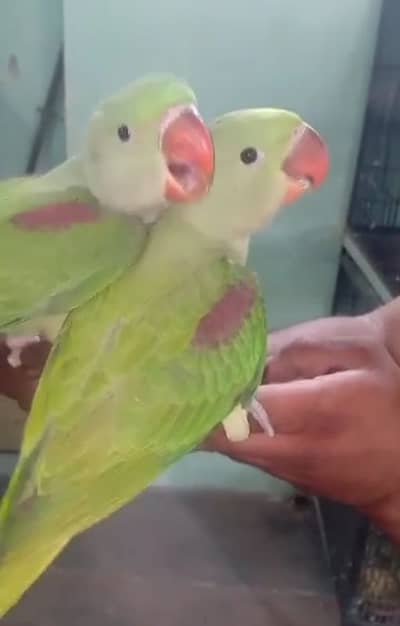 Kashmir raw paroot for sale