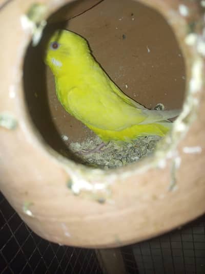 Australian parrot Female