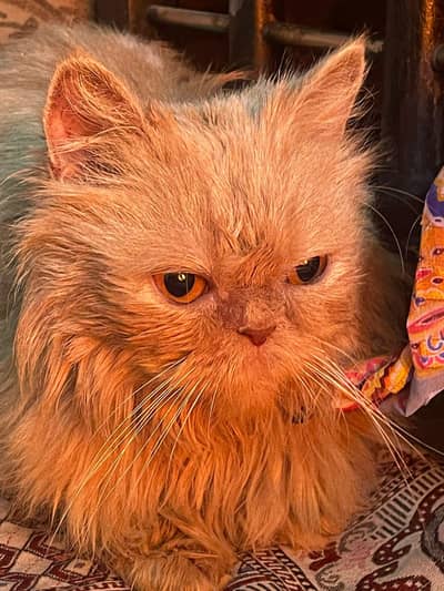 Golden male 5 month urgent sale 03109887109