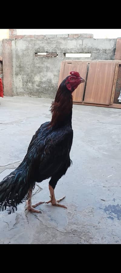 aseel balack murgha for sall