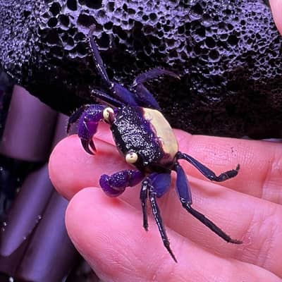 Vampire crabs (Aquarium crabs)