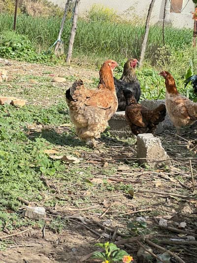 Gold patridge brahma Hens