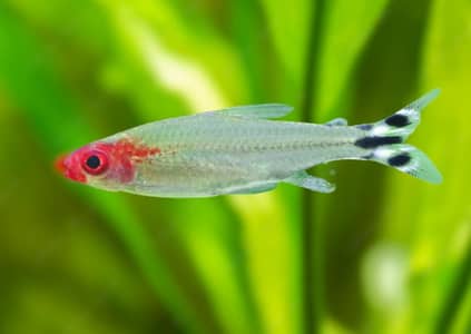 Rummy nose tetra fish