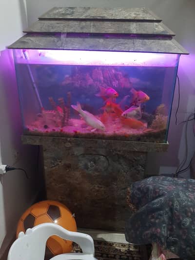 Aquariuam for sale