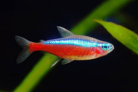 Neon, cardinal, Ember Tetra fish