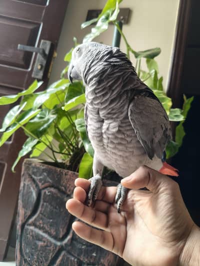 African Grey Parrot Very Very Friendly