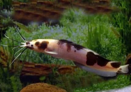 Marble walking catfish